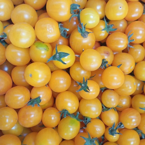Tomates  cerises-cocktail