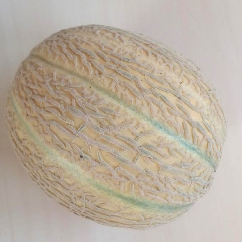 Melon charentais grand