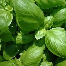 Envie de pesto ?  OFFRE SPECIALE - 500 gr de Basilic