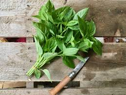 Basilic botte