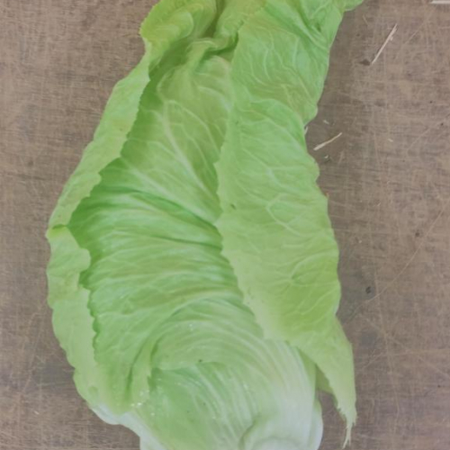 Chicorée Pain de sucre