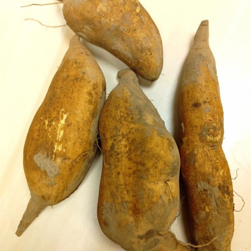 Patate douce (blanche)