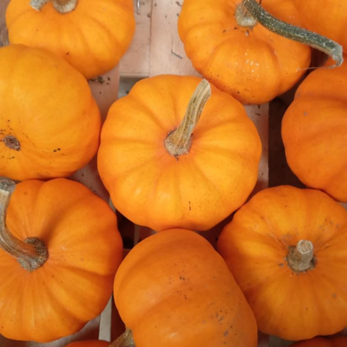 Courge Jack Be Little