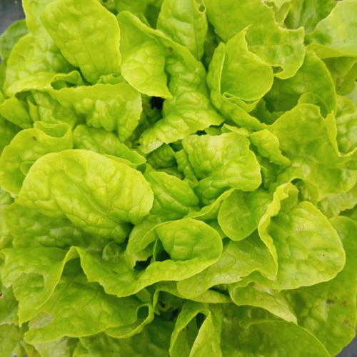 Salade Feuille de Chêne verte