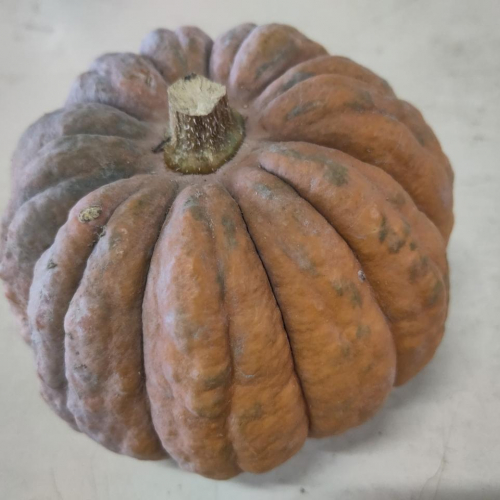 Courge Futsu black