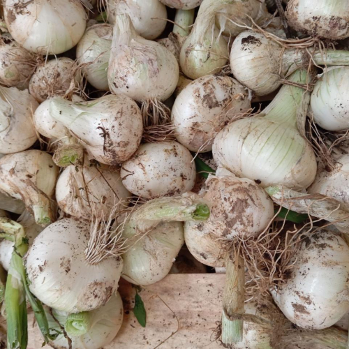 Oignon blanc frais vrac