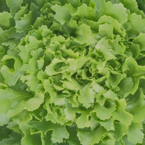 Chicorée Scarole