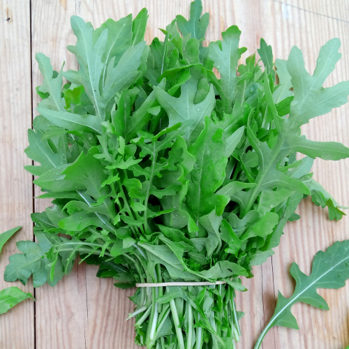 Roquette vrac