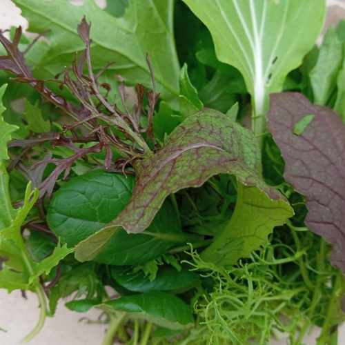 Mesclun