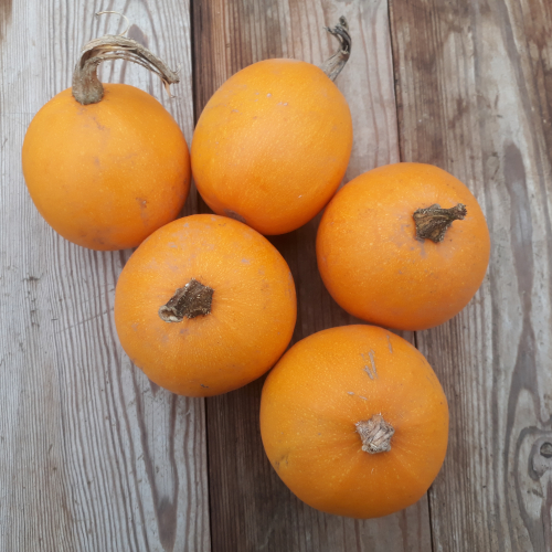 Courge Pomme d'or