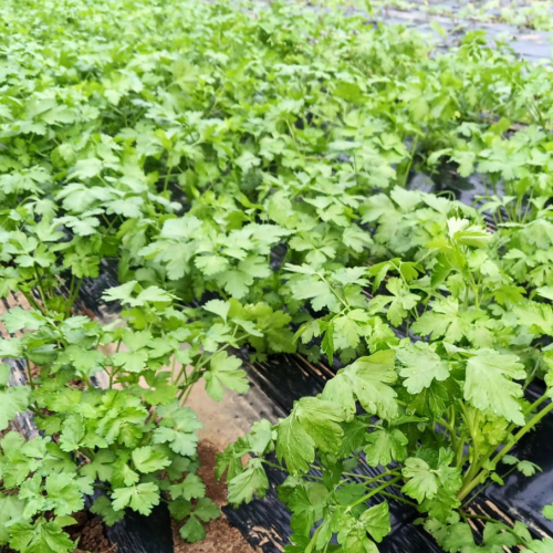 Persil plat