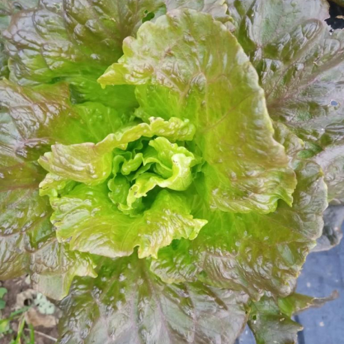 Salade Batavia rouge