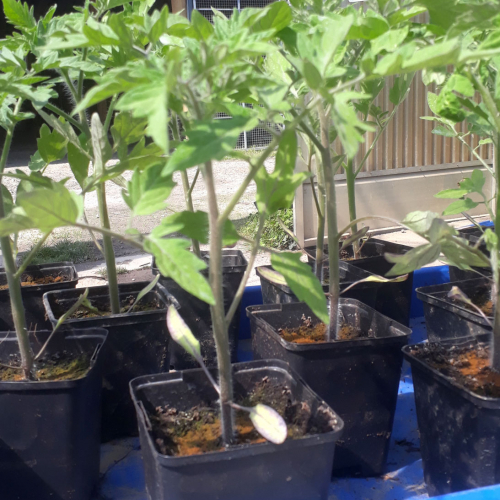 Plant de tomate Orange Queen