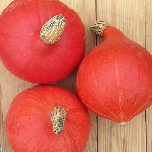 Courge potimarron