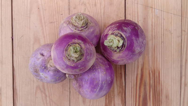 Navets primeurs vrac