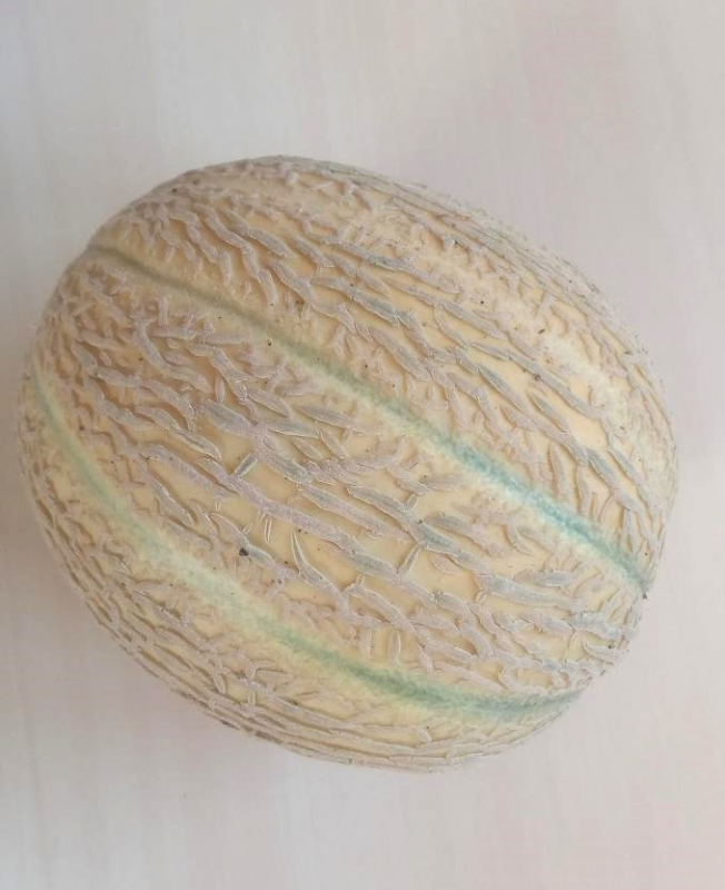 Melon charentais petit