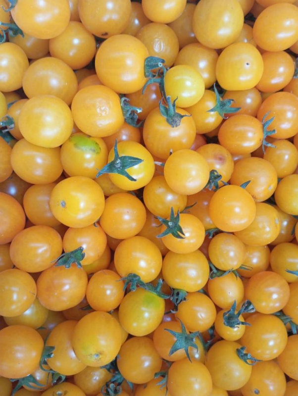 Tomates  cerises-cocktail