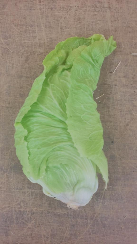 Chicorée Pain de sucre