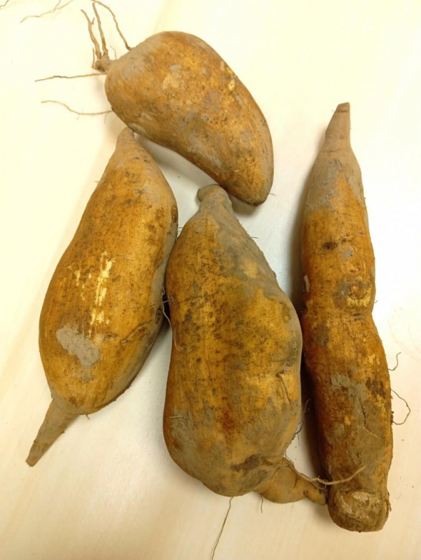 Patate douce (blanche)