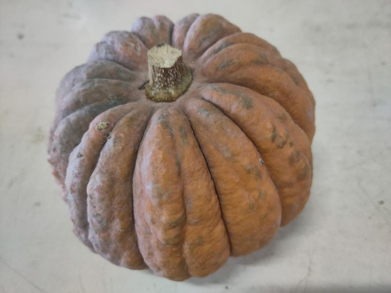 Courge Futsu black