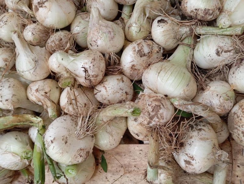 Oignon blanc frais vrac
