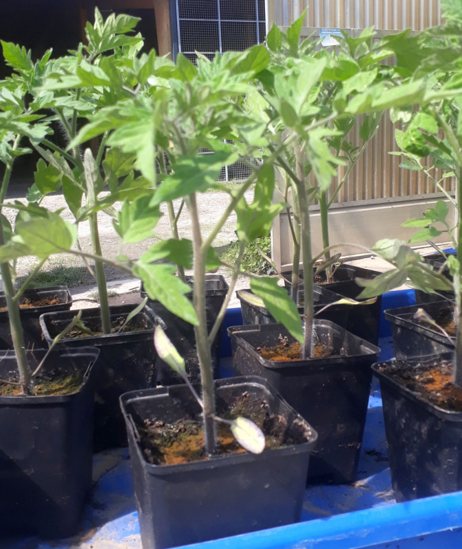 Plant de tomate Coeur de Boeuf