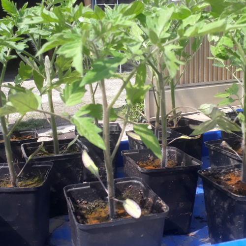 Plant de tomate Rose de Berne