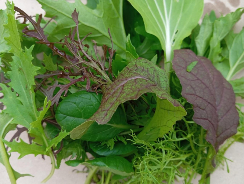 Mesclun
