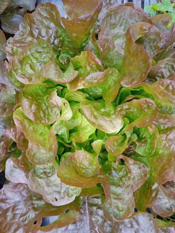 Salade Feuille de chêne rouge