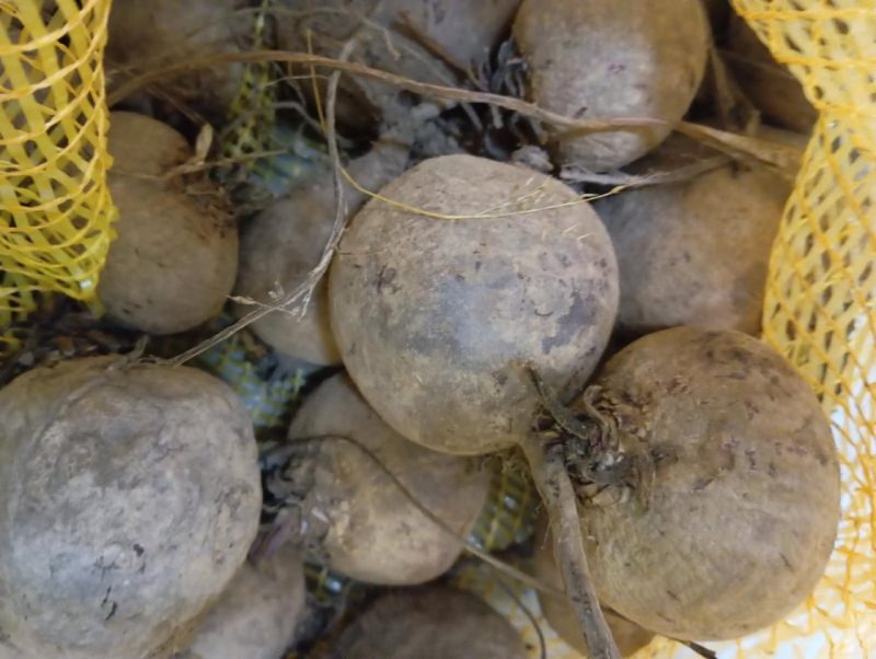 PROMO 10 kg de Betterave rouge