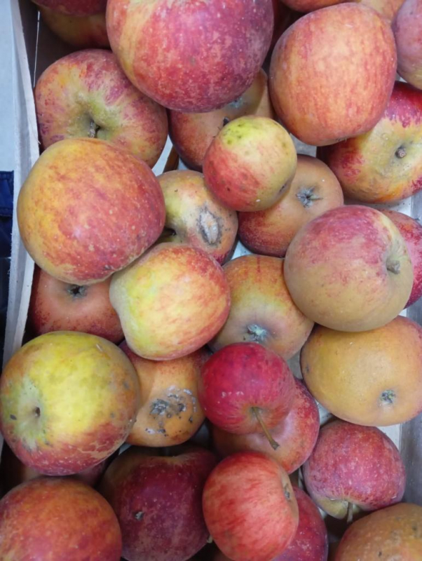 Promo Cageot 10 kg de Pommes