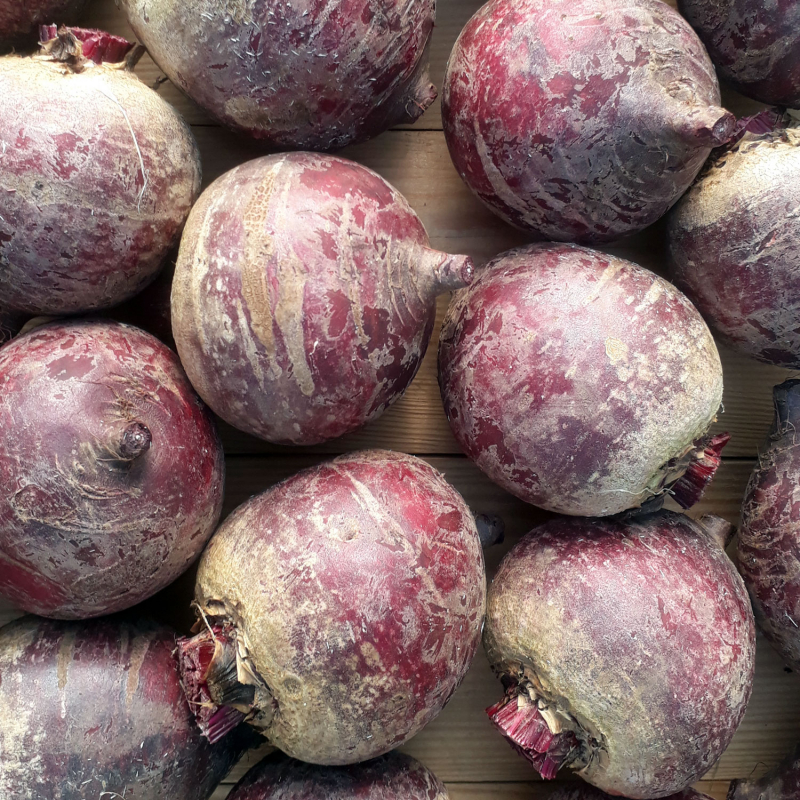 Betteraves rouges primeur